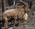 Westkaukasischer Steinbock