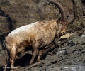 Westkaukasischer Steinbock