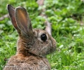 Wildkaninchen