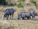 Wüstenwarzenschwein