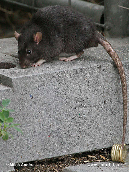 Tikus mondok