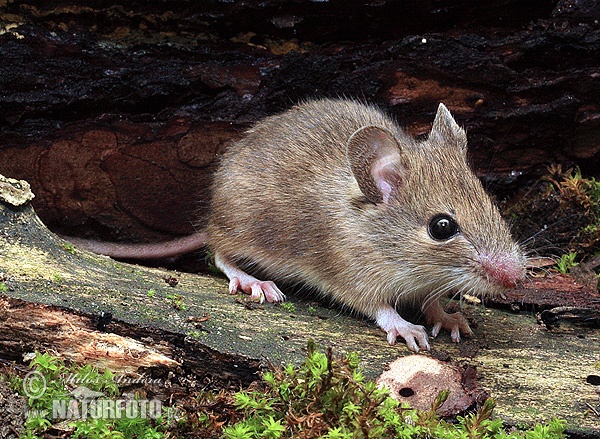 Waldmaus