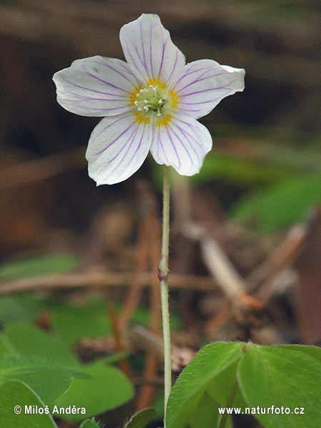 Waldsauerklee