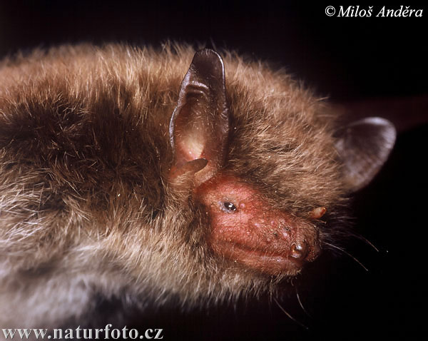 Wasserfledermaus