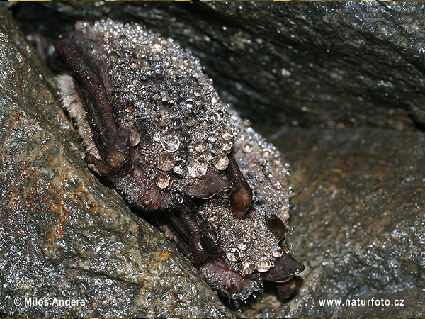 Wasserfledermaus