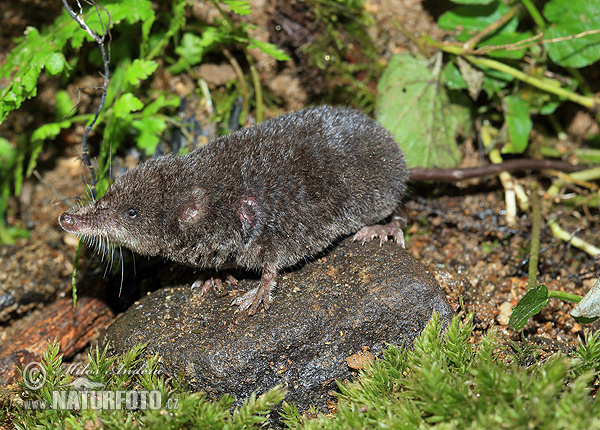 Wasserspitzmaus