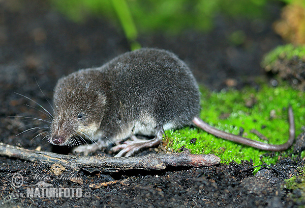 Wasserspitzmaus