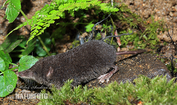 Wasserspitzmaus