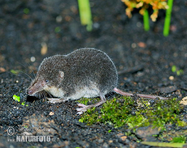 Wasserspitzmaus