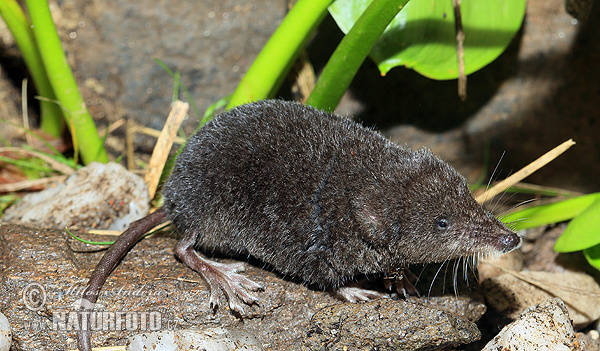 Wasserspitzmaus