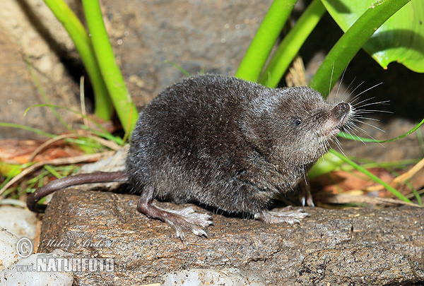 Wasserspitzmaus