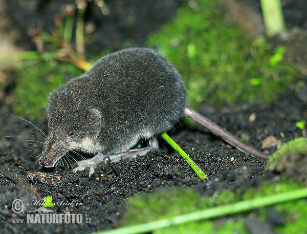 Wasserspitzmaus