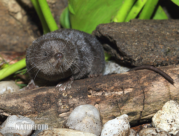 Wasserspitzmaus