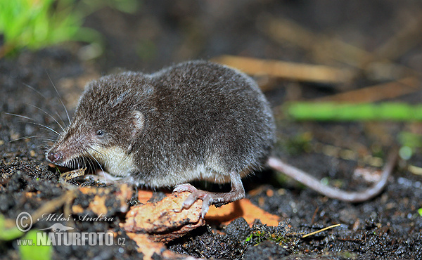 Wasserspitzmaus