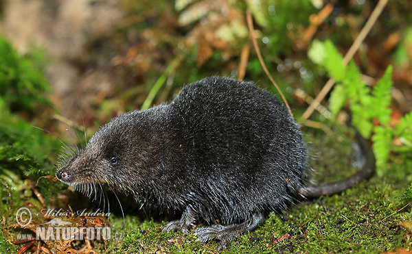 Wasserspitzmaus