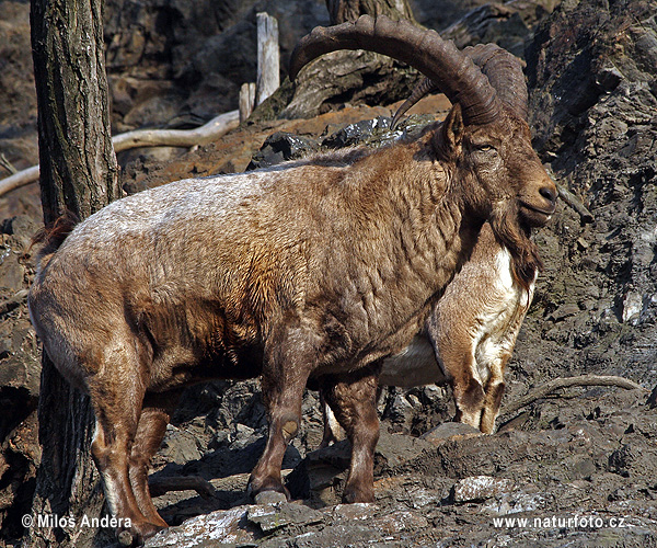 Westkaukasischer Steinbock