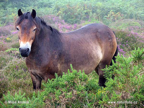 Wielka Brytania wyspa