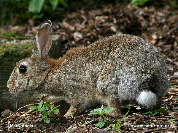 Wildkaninchen