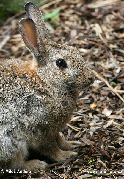 Wildkaninchen