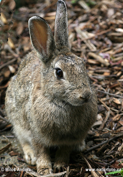 Wildkaninchen