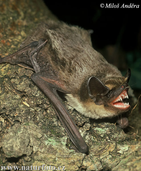 Zweifarbfledermaus