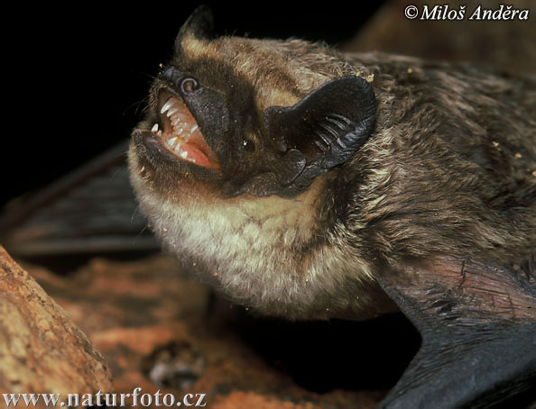 Zweifarbfledermaus