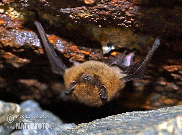 Zwergfledermaus