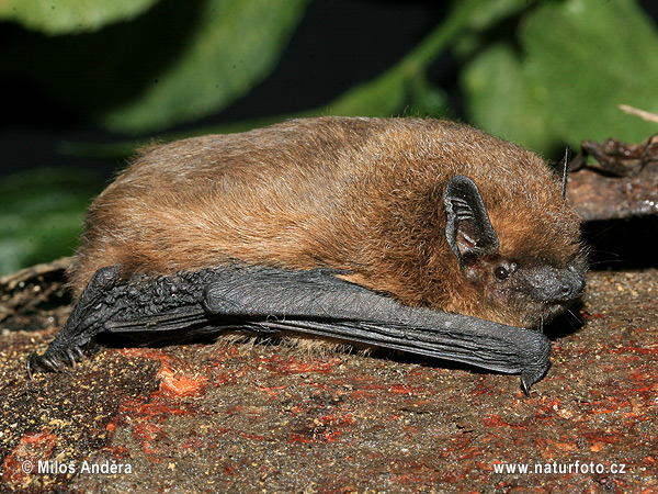 Zwergfledermaus