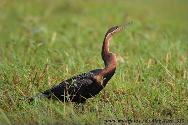 Afrikanischer Schlangenhalsvogel