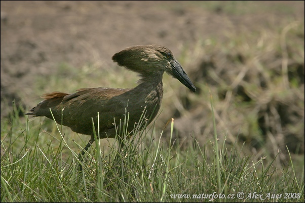 amerkop