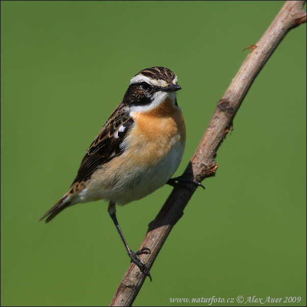 Braunkehlchen