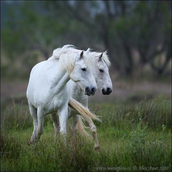 Camargue-Pferd