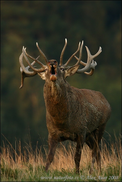 Cerf élaphe