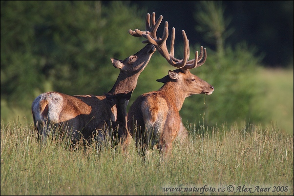 Cervus elaphus