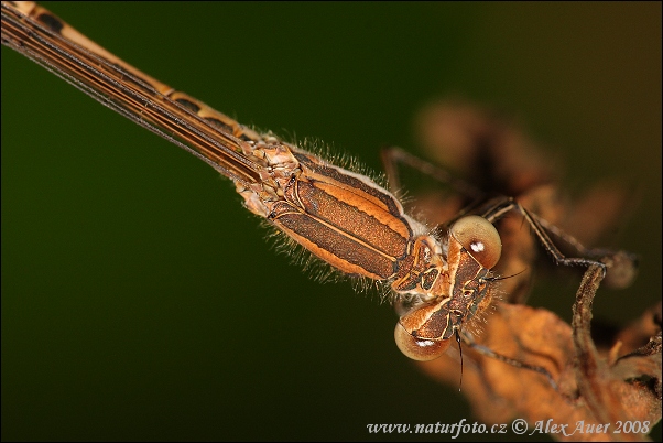 emeine Winterlibelle