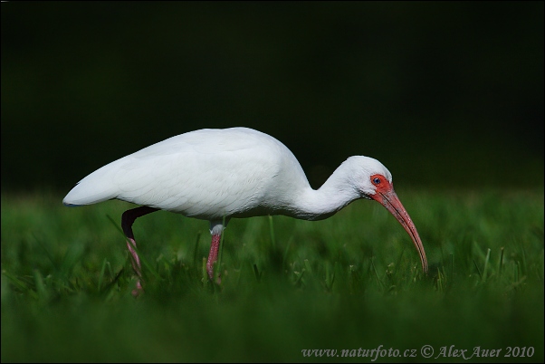 Eudocimus albus