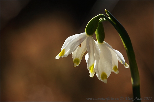 Frühlings-Knotenblume