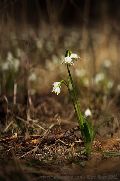 Frühlings-Knotenblume