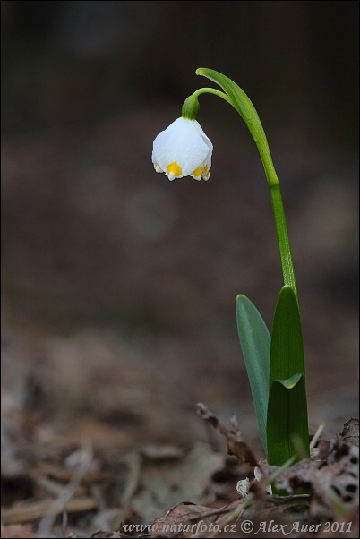 Frühlings-Knotenblume