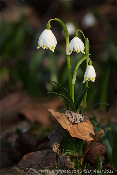 Frühlings-Knotenblume