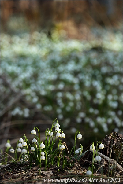 Frühlings-Knotenblume