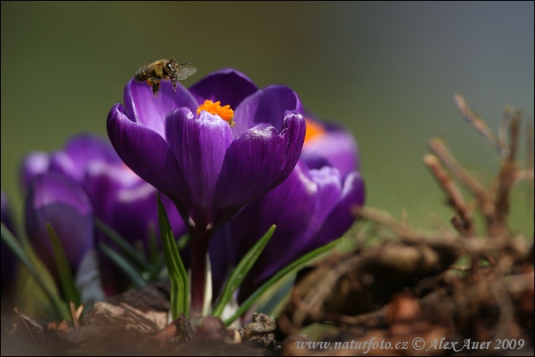 Frühlings-Krokus