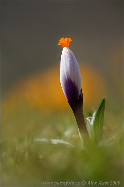 Frühlings-Krokus