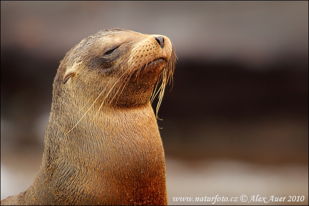 Galápagos-Seelöwe