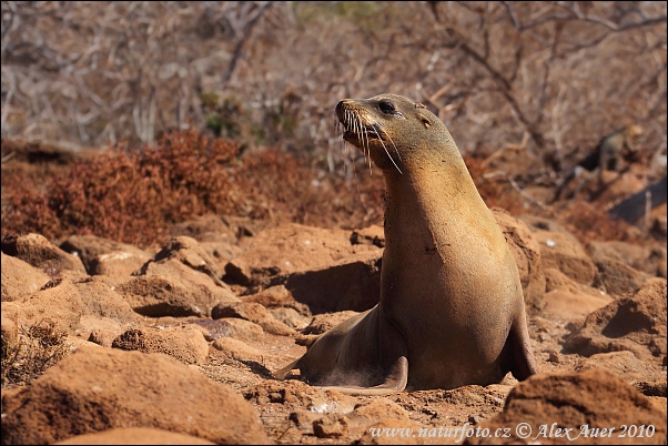 Galápagos-Seelöwe