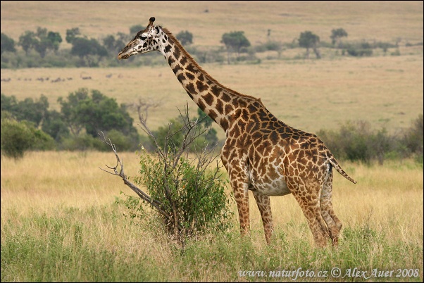 Giraffa Masai