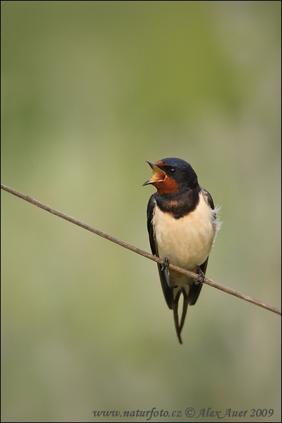 Golondrina común