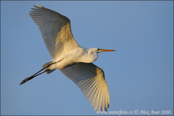 Grande Aigrette