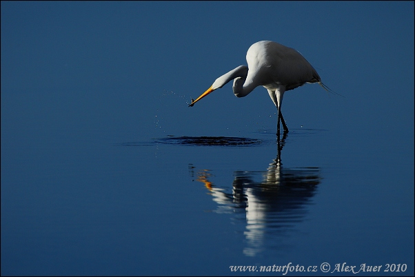 Grote zilverreiger