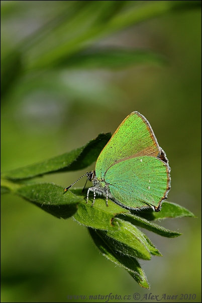 Grüner Zipfelfalter